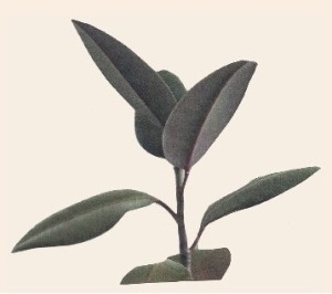 plante